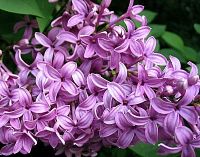 Lilac Parfümöl