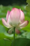 Indian Lotus Parfümöl