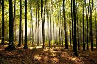 Mediterranean Woods Parfümöl