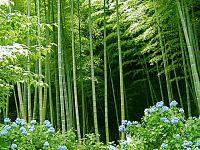 Bamboo Forest Parfümöl