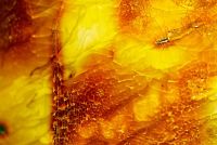 Amber Glow Parfümöl