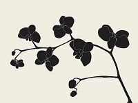 Black Orchid Parfümöl