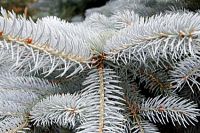 Blue Spruce Parfümöl