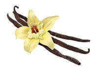 Vanilla Bean Parfümöl