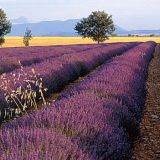Provence Parfümöl
