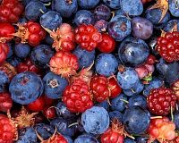 Berry Bewitching Brew Parfümöl