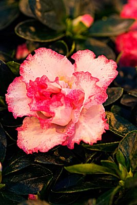 Azalea Parfümöl