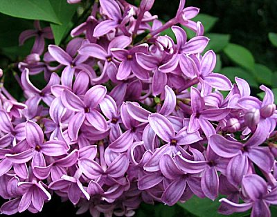 Lilac Parfümöl