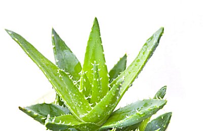 Aloe Parfümöl