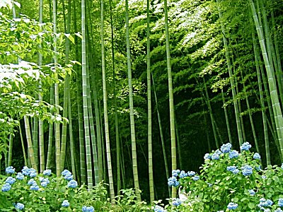 Bamboo Forest Parfümöl