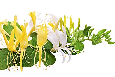 Winter Honeysuckle & Elderflower Parfümöl