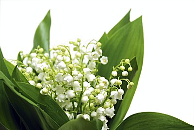 Lily of the Valley Parfümöl