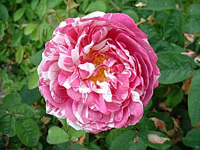 English Rose Parfümöl