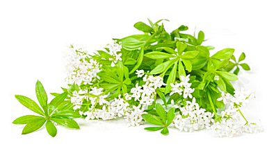 Waldmeister Parfümöl