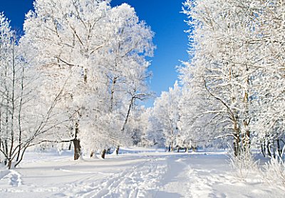 Snow Parfümöl