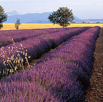 Provence Parfümöl
