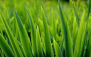 Fresh Gras Parfümöl - Für weitere Informationen anklicken