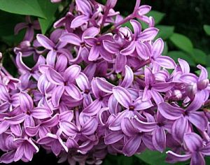Lilac Parfümöl - Für weitere Informationen anklicken