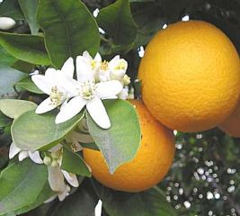 Orange Blossom Parfümöl - Für weitere Informationen anklicken