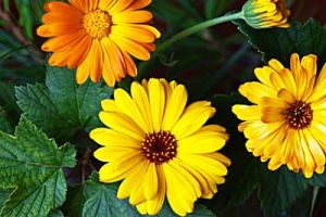 Calendula Parfümöl - Für weitere Informationen anklicken