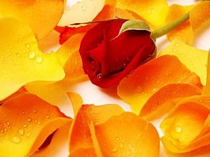 Christmas Rose Parfümöl - Für weitere Informationen anklicken