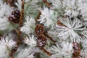 Frosted Tree Parfümöl - Für weitere Informationen anklicken
