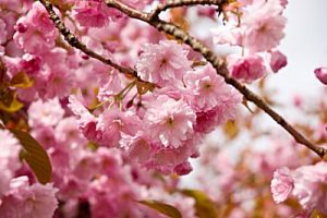 Cherry Blossom Parfümöl - Für weitere Informationen anklicken