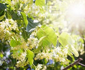 Linden Blossom Parfümöl - Für weitere Informationen anklicken