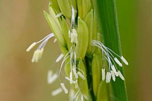 Rice Flower Parfümöl - Für weitere Informationen anklicken