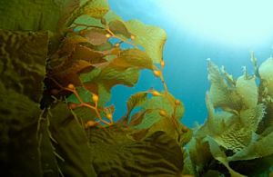 Seaweed & Juniper Parfümöl - Für weitere Informationen anklicken