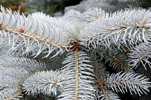 Blue Spruce Parfümöl - Für weitere Informationen anklicken