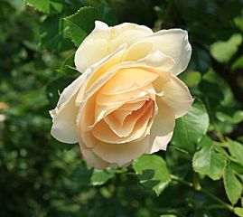 Tea Rose Parfümöl - Für weitere Informationen anklicken
