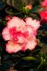 Azalea Parfümöl