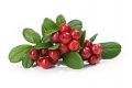 Jewelled Cranberry Parfümöl