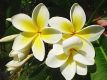 Frangipani Parfümöl -- Wunderschöner, sehr beliebter Blumenduft   -- Für weitere Informationen anklicken