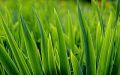 Fresh Gras Parfümöl