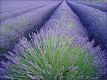 Lavender Breeze Parfümöl -- Wohltuendes Duftvergnügen -- Für weitere Informationen anklicken