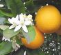 Orange Blossom Parfümöl