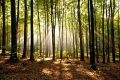 Mediterranean Woods Parfümöl