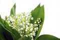 Lily of the Valley Parfümöl