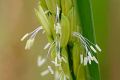 Rice Flower Parfümöl