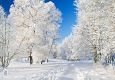 Winter Wonderland Parfümöl -- Winterlich-festliches Duftvergnügen -- Für weitere Informationen anklicken
